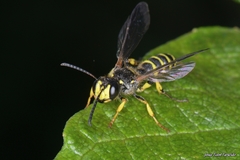 Cerceris arenaria