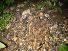 Rhinella humboldti
