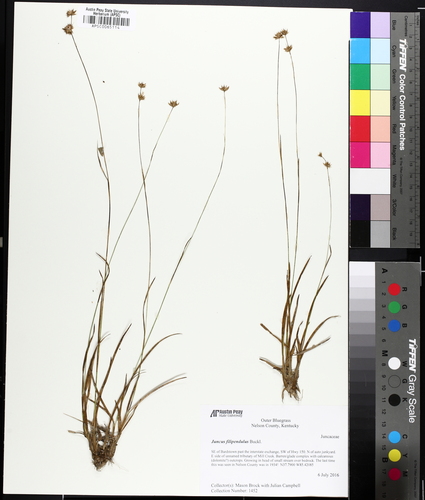 Ringseed rush (Juncus filipendulus)