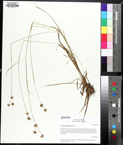 Ringseed rush (Juncus filipendulus)