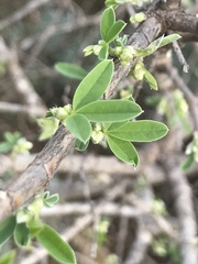 Anagyris foetida