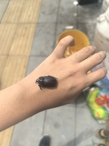 Xylotrupes socrates tonkinensis