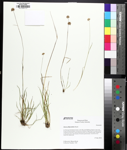 Ringseed Rush (Juncus filipendulus)