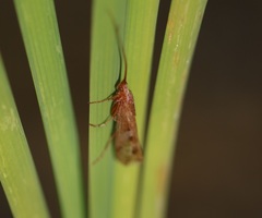 Limnephilus rhombicus