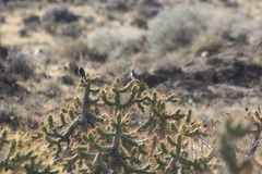 Ochthoeca leucophrys