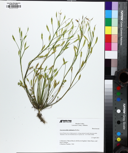 Alabama Gladecress (Leavenworthia alabamica)