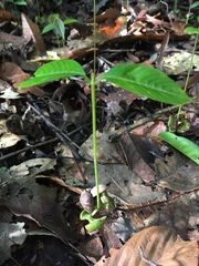 Dipterocarpaceae