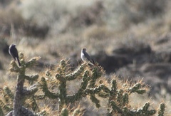 Muscisaxicola rufivertex