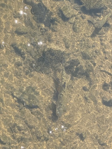 Common nase (Chondrostoma nasus) — Cyprinidae — 4
