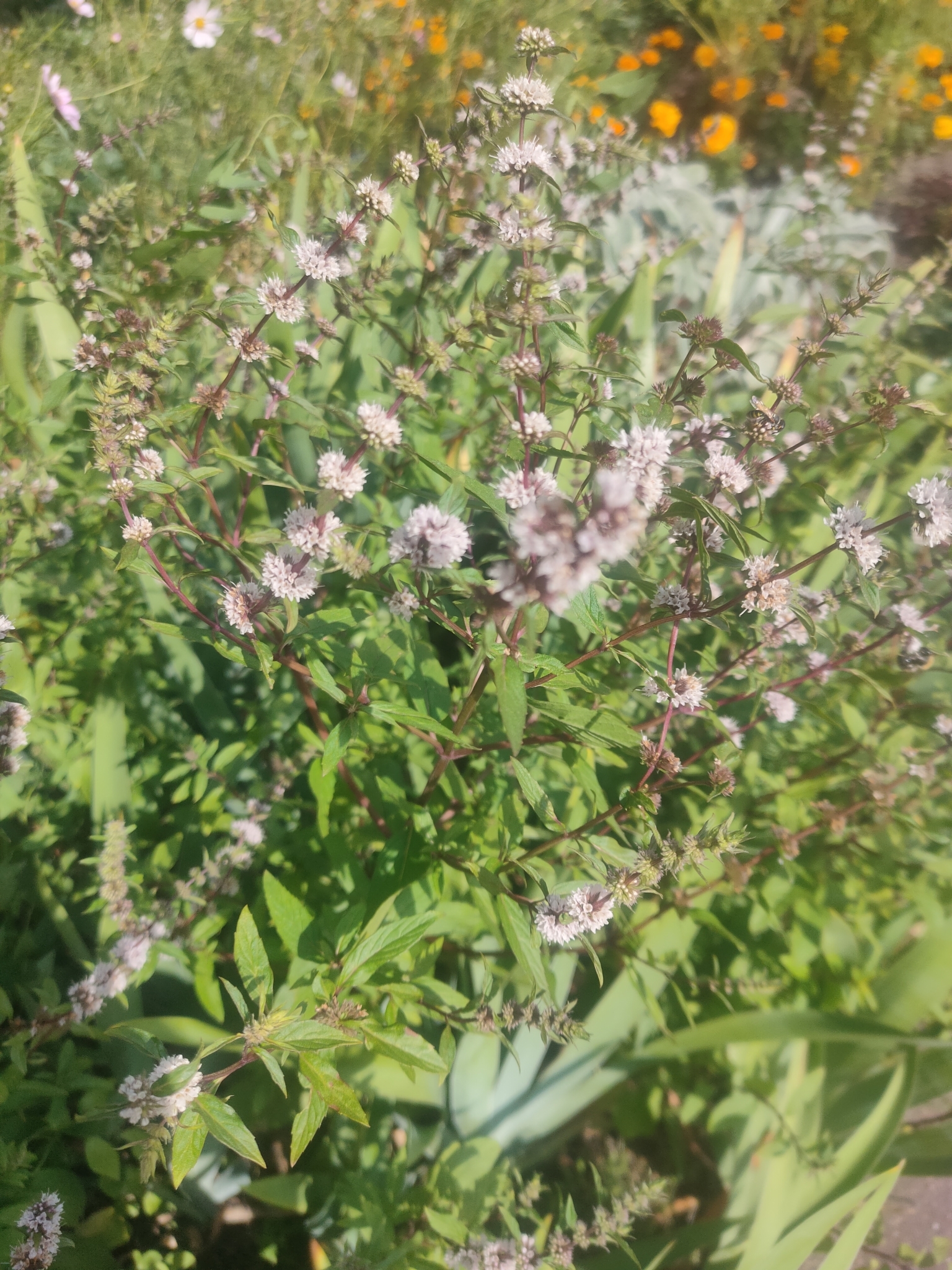Ginger mint