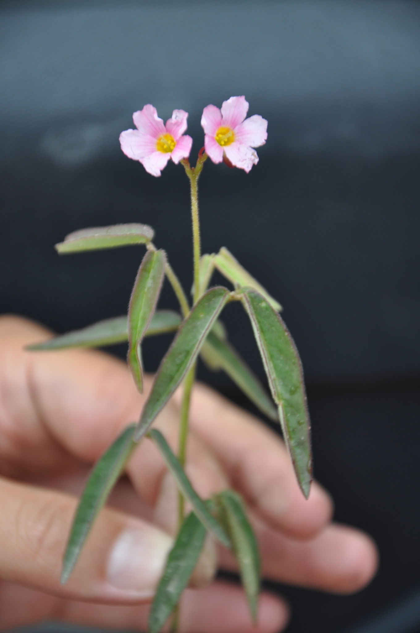 Oxalis pilulifera Progel 2
