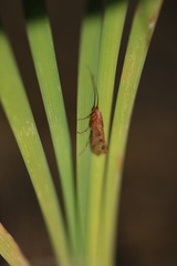 Limnephilus rhombicus