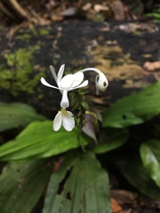 Calanthe
