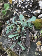 Hypochaeris achyrophorus