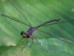 Celebargiolestes cinctus