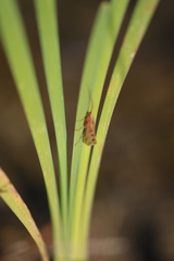 Limnephilus rhombicus