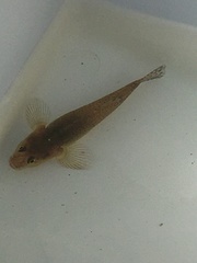 Gobiomorphus cotidianus