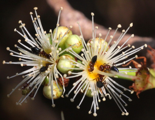 Syzygium cumini
