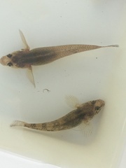 Gobiomorphus cotidianus