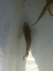 Gobiomorphus cotidianus