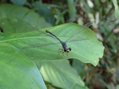 Celebargiolestes cinctus