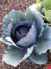Brassica oleracea capitata