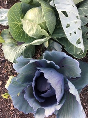 Brassica oleracea capitata