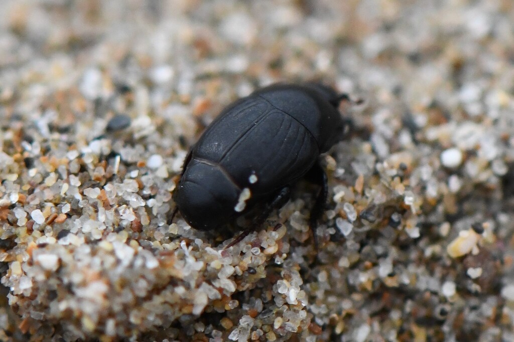 Hypocaccus dimidiatus
