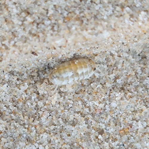 Tylos europaeus