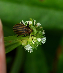 Neolochmaea dilatipennis