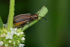 Neolochmaea dilatipennis