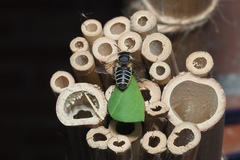 Megachile igniscopata