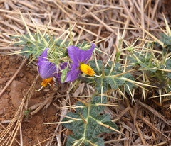 Solanum virginianum