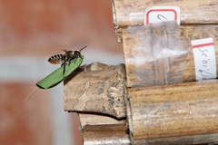 Megachile igniscopata