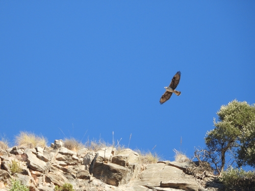 Avistamiento Águila perdicera o águila azor perdicera
