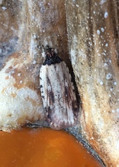 Agonopterix atrodorsella