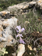 Colchicum cupanii
