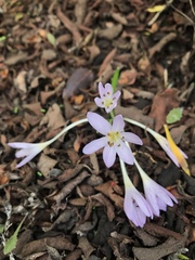 Colchicum cupanii