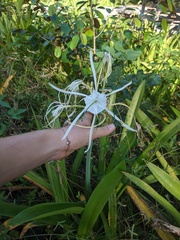 Image of Hymenocallis latifolia