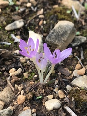Colchicum cupanii