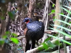 Penelope superciliaris