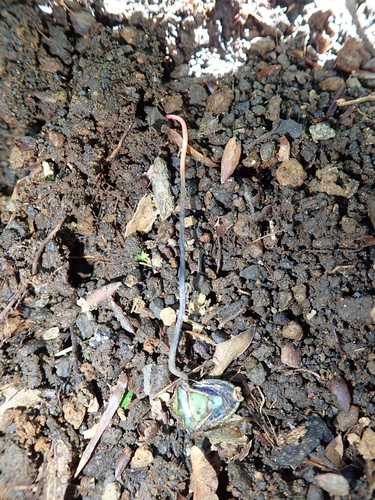 Ophiocordyceps nutans