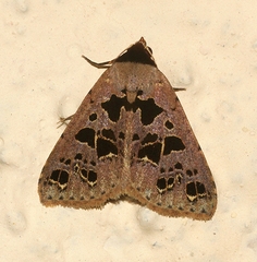 Anoba pectinata
