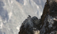 Oreotrochilus estella