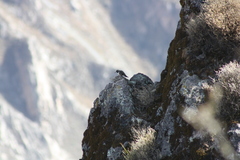 Oreotrochilus estella