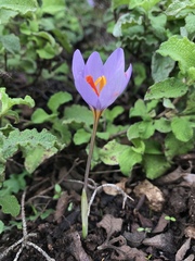 Crocus longiflorus