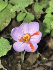 Crocus longiflorus