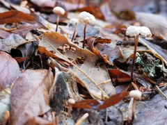 Paragymnopus perforans