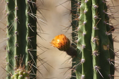Corryocactus brevistylus