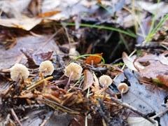 Paragymnopus perforans